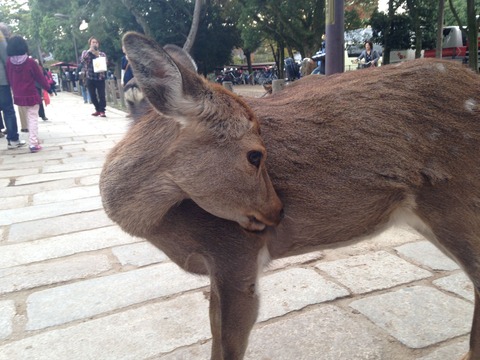 39 - Deer we met in Nara