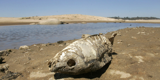 o-FISH-FOLSOM-facebook