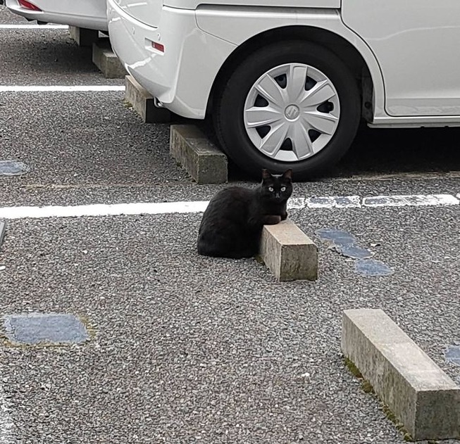 cats-sleeping-parking-lot-curves-5f215cd9c5248__700
