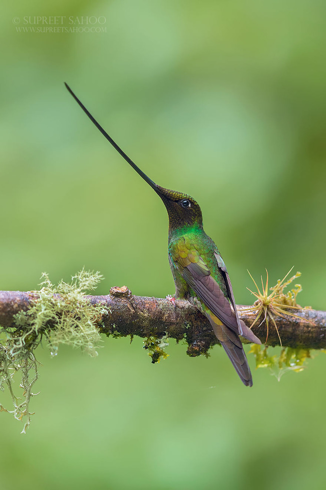 Sword-bileld-hummingbird-5e878bcca3e67__880 (1)
