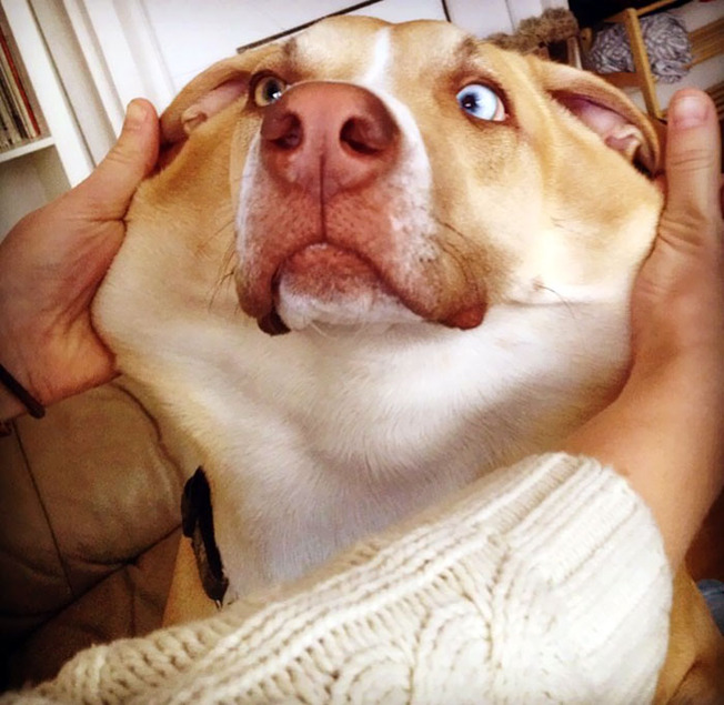 funny-dogs-extra-skin-stretchy-faces-30-5f046168cf36a__700