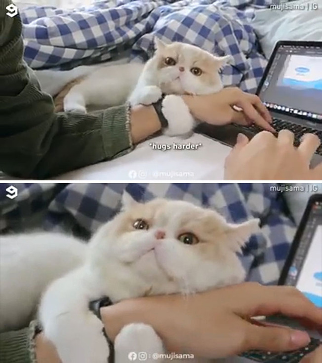 derp-cats-pics-618cdbf45c395__700