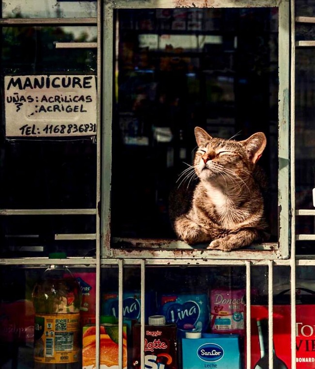 funny-store-cats-pictures-30-62bbed44883e9__700