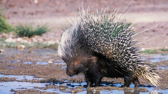 Cape-porcupine