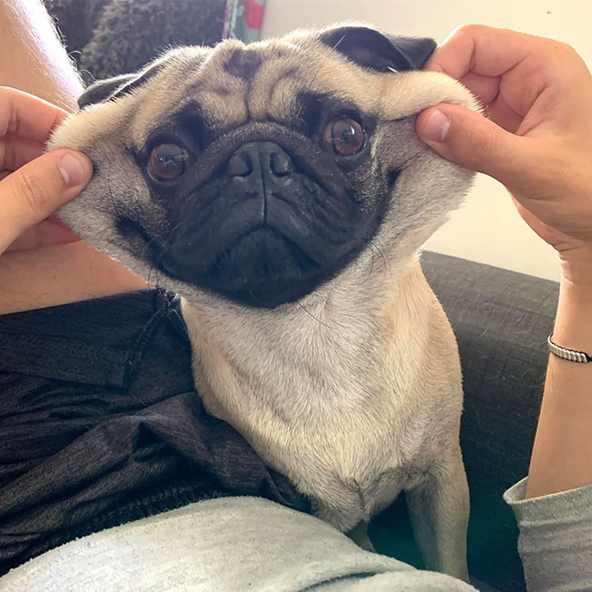 funny-dogs-extra-skin-stretchy-faces-44-5f048da7bb944__700
