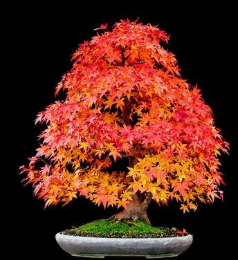 amazing-bonsai-trees-24-5710f78e7b4e5__700 (1)