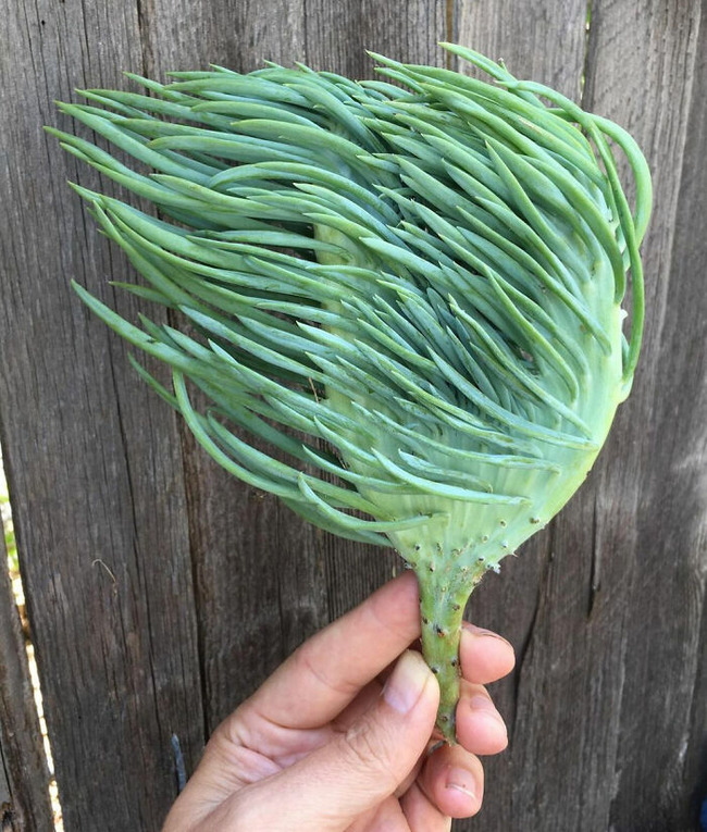 65cdcdb4125c7_interesting-plant-fasciation-examples