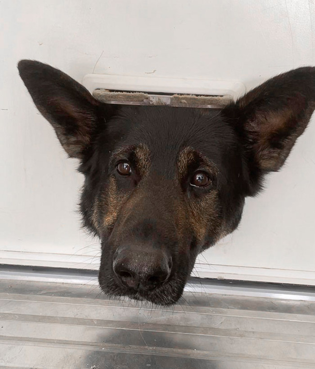 dogs-behaving-like-cats-13-66e97c0b7ab67__700