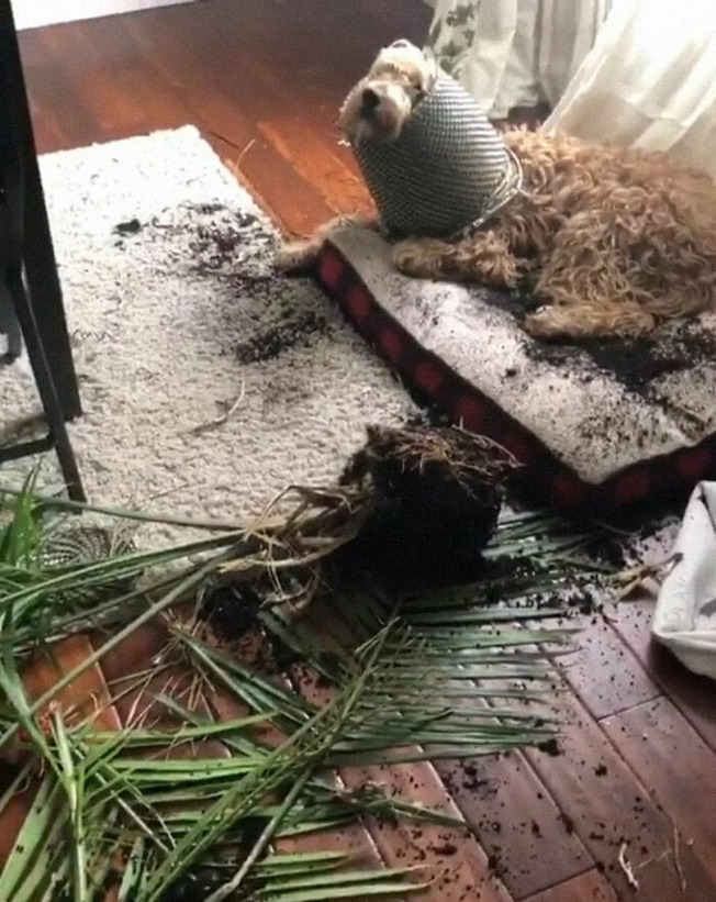 pets-destroying-things-510-603c9b077e379__700