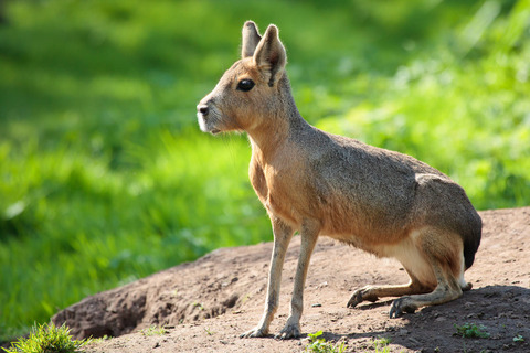 27 - Patagonian Mara
