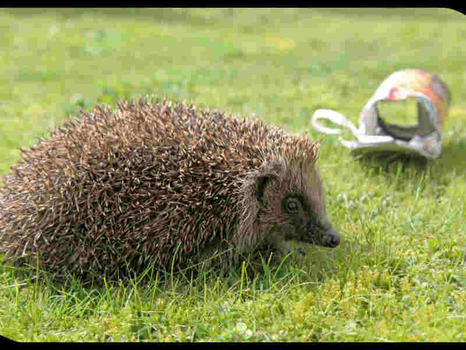 hedgehog-with-can-he-was-released-from