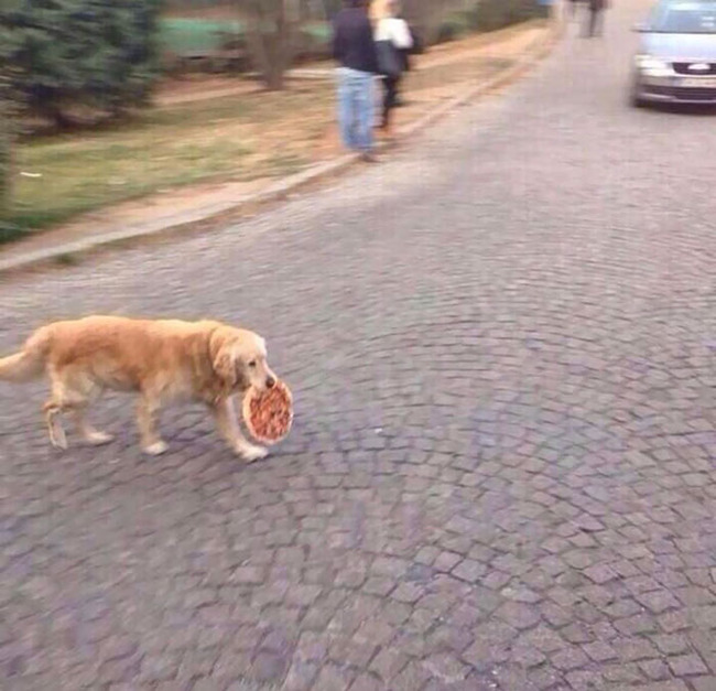 cats-dogs-stealing-food-5-5f4cb80ad6fde__700