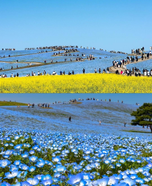 japan-is-currently-home-to-a-hil(1)