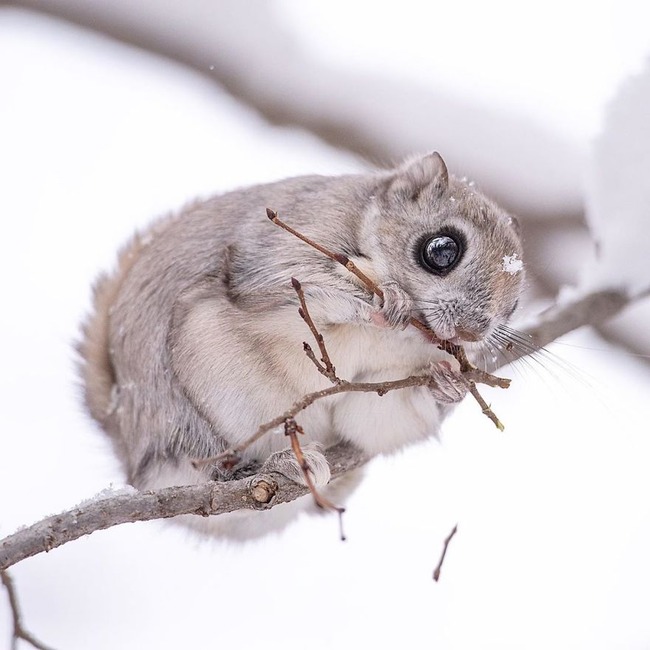 pokemon-japanese-flying-squirrels