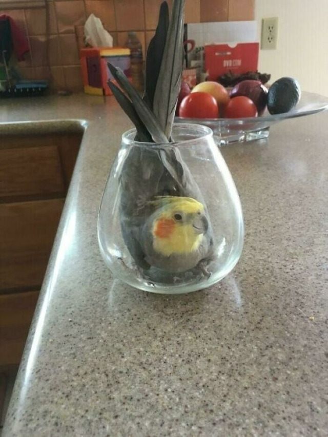 funny-times-animals-got-trapped(1)