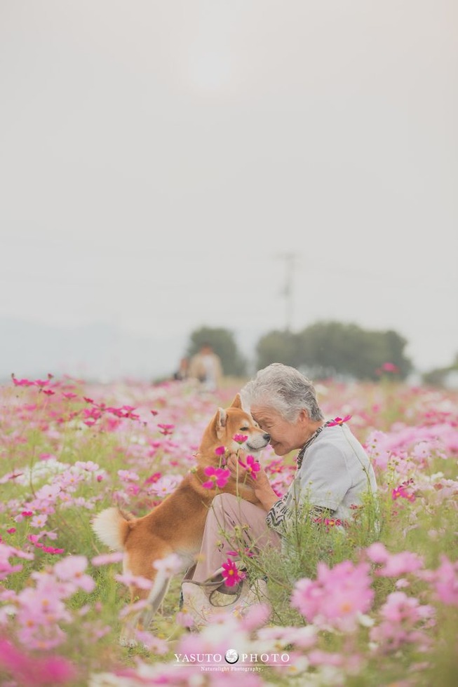 grandmother-dog-shiba-inu-photos-yasuto-42-5e3d17cc49c6b__700