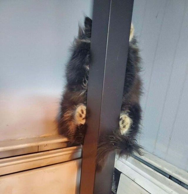 68d1145323c97_hilarious-pets-hiding__700
