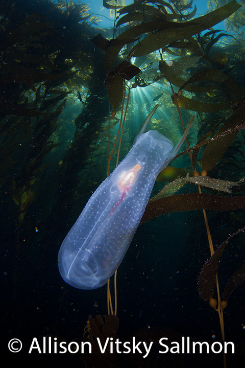 1st_Allison_Vitsky_Sallmon_Kelp_Drifter