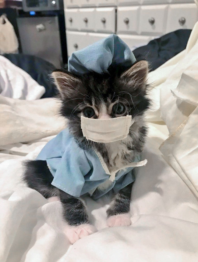 best-pet-halloween-costumes-1-670e7e603c6c7__700