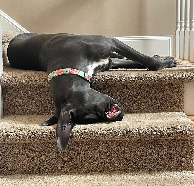 63ff707d91a2c_funny-dogs-great-danes-pics