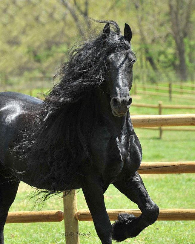 frederik-the-great-friesian-horse-stallion-2-5e96f9bbf2f9d__700