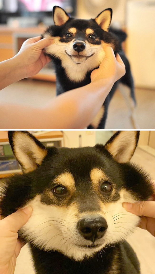 funny-dogs-extra-skin-stretchy-faces-13-5f0434c134238__700