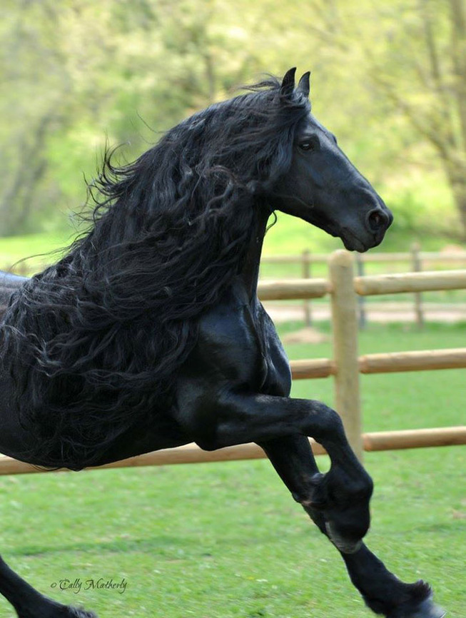 frederik-the-great-friesian-horse-stallion-39-5e970c1d1e154__700