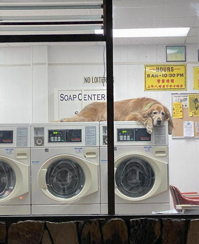 dogs-behaving-like-cats-64-66f3d393cfb8f__700