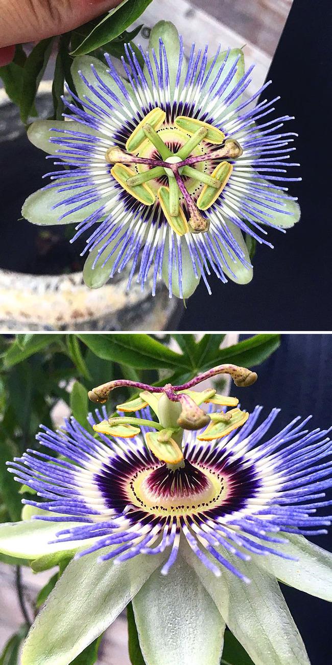 interesting-unusual-plants-10-64ddedf7683ce__700