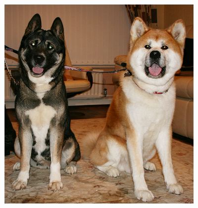american_and_japanese_akita_by_thisisyesterday