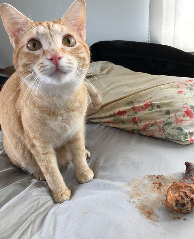 pets-stealing-food-pictures-46-66bef7bd0730f__700