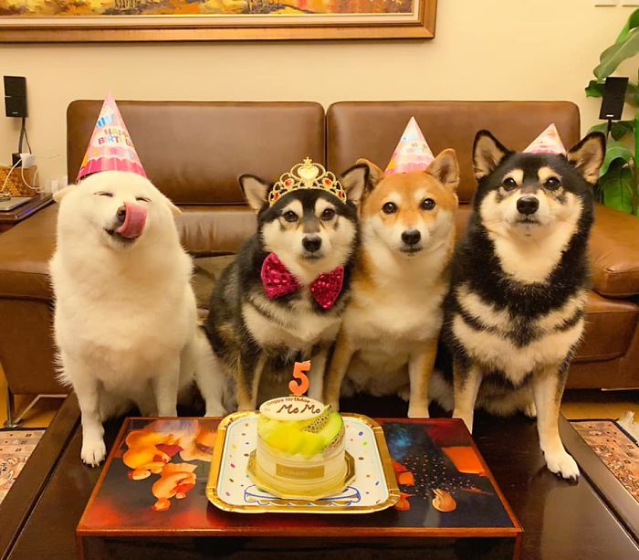 日本人が飼ってる柴犬4姉妹 1匹が個性的すぎて海外でも話題に 2ch トピックス 速報まとめたよ 日本人が飼ってる柴犬4姉妹 1匹が個性的すぎて海外でも話題に 2ch トピックス 速報まとめたよ