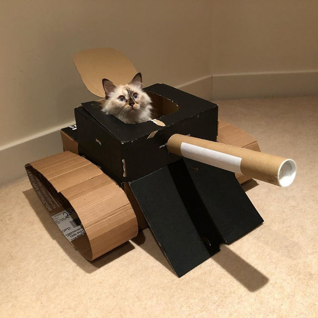 cat-tank-5eaa73caa5e77__700