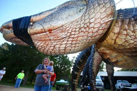 a2014-8-19gator12