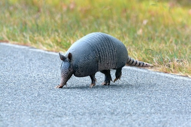 Armadillo-in-the-road-826826758