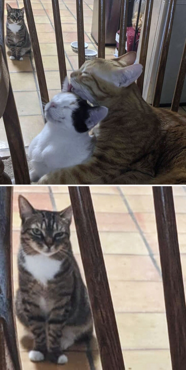 funny-jealous-pets-36-64269b39af79f__700 (1)