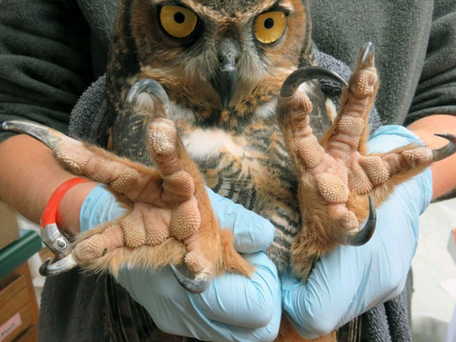 unique-animal-paws-6-6613ac228711c__700