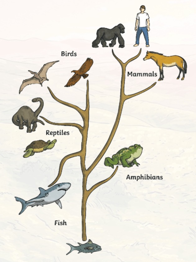 evolution-img1_ver_1