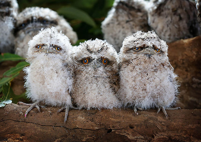 frogmouth-birds-cute-babies-pics-52-5f746eaf2f2ba__700