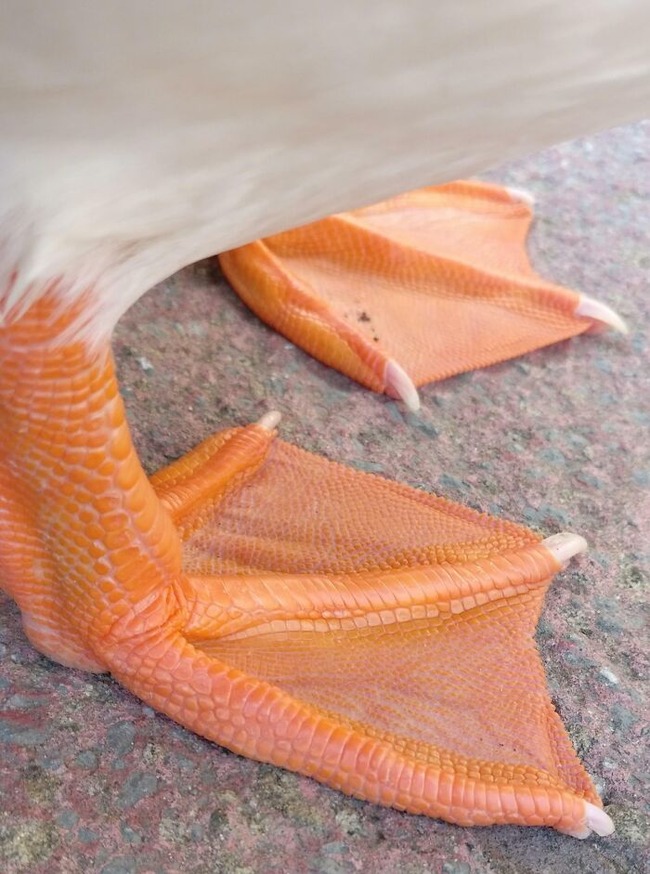 6616a15e685bf_unique-animal-paws