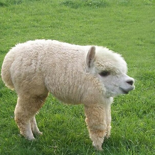take-the-neck-of-animals-and-the-result-is-adorable
