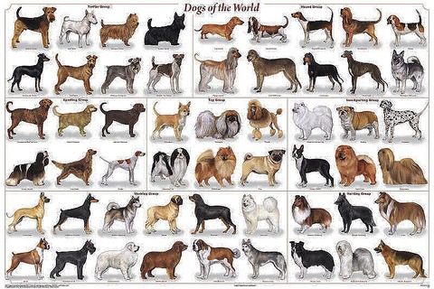 dogs_of_the_world_poster