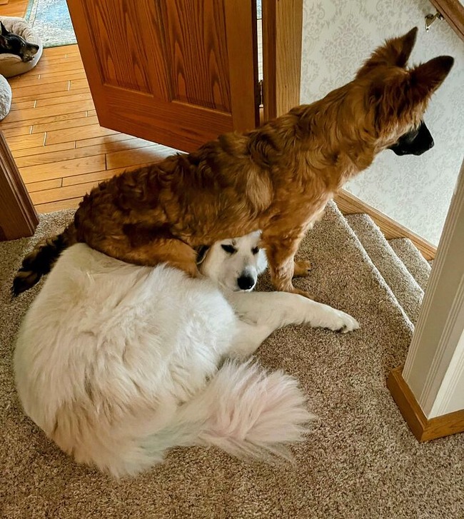 650a9f4d6cb8e_funny-pets-ignore-personal-space