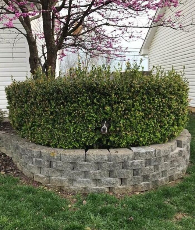 68d11637bd0d6_hilarious-pets-hid