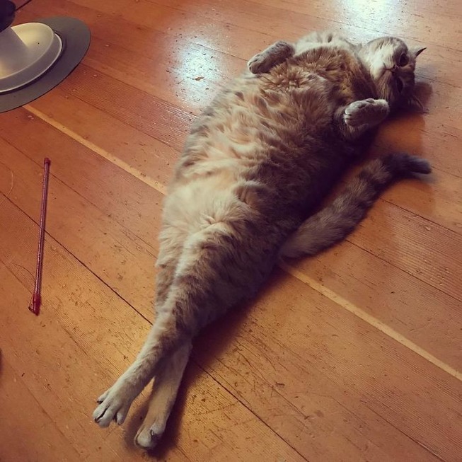 funny-cats-long-tall-7-5e37e1d7d68f5__700