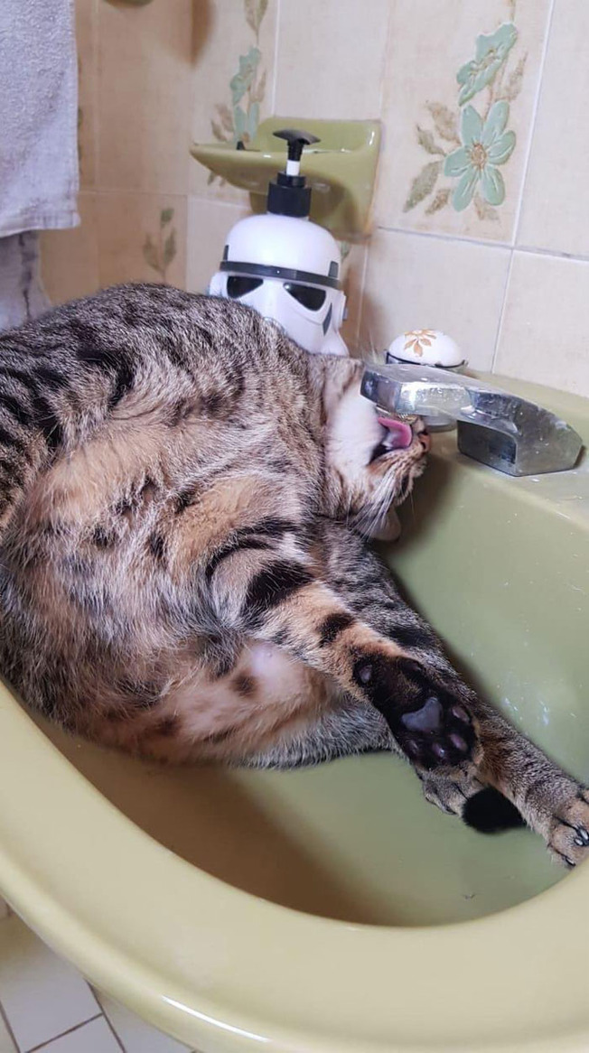 cats-being-weird-weirdlilguys-6242d7826eac7__700