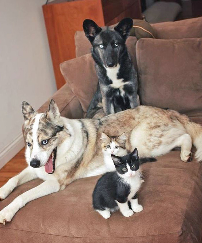 cute-similar-animals-207-6124c7c3c0f27__700
