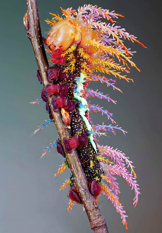magnificent-creepy-miracles-from-natural-world