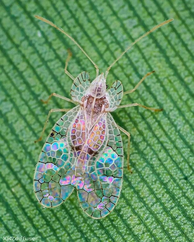 magnificent-creepy-miracles-from-natural-world