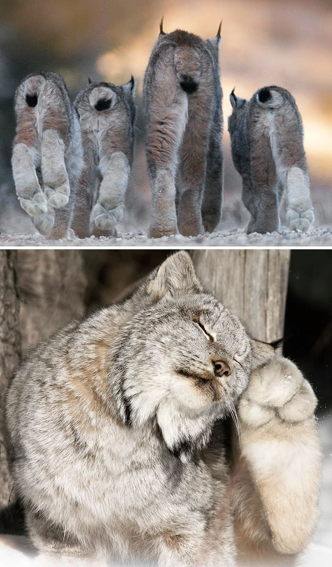 unique-animal-paws-10-6613b0a6b31a4__700